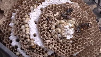 Asturias lucha para acabar con la plaga de avispa asiática