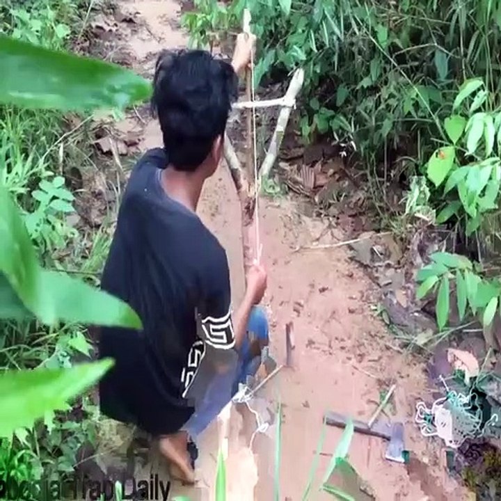 Amazing Quick Wild Pig Trap Using Snare Trap