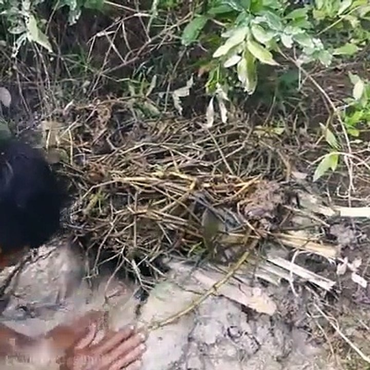 Simple trap to catch eels