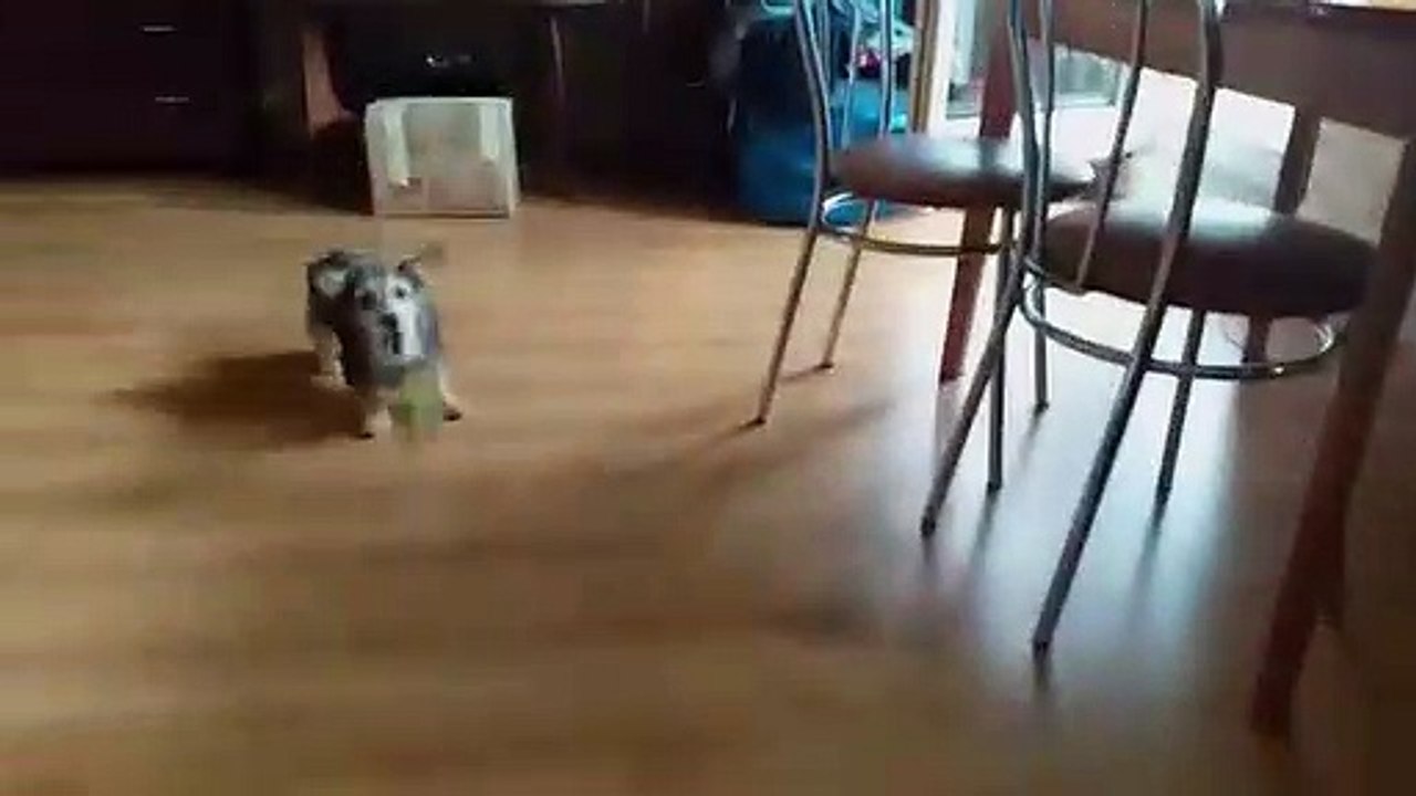 Jugando con mi perro vida en polonia europa