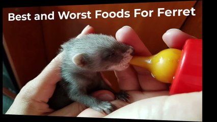 Know about Ferret Food - Which Food to feed your Ferret?