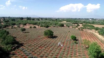 Topukluları çıkarıp şalvarı giydi, lavanta bahçesi kurdu