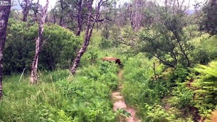 Ces deux personnes font une rencontre effrayante en en pleine forêt