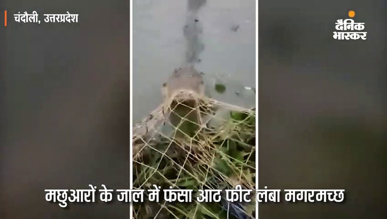 मछुआरों के जाल में फंसा आठ फीट लंबा मगरमच्छ, वन...