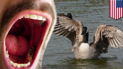 Denver to kill wild geese, donate meat to the needy