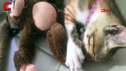 Yavru kedi, annesi sandığı oyuncak maymunu emiyor