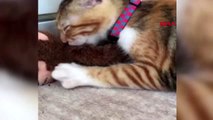 ANTALYA Yavru kedi, annesi sandığı oyuncak maymunu emiyor