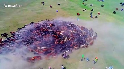 Spectacular drone footage of hundreds of horses spiralling at Naadam festival in China