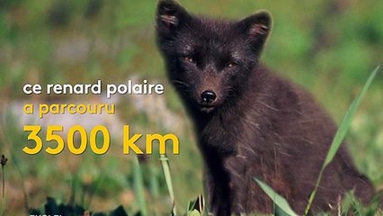 L'incroyable périple d'un renard polaire