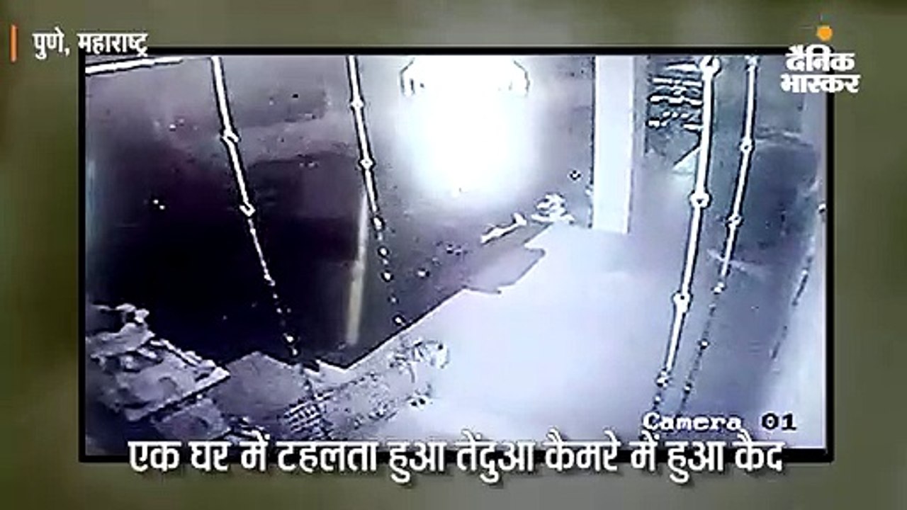 घर में टहलता हुआ तेंदुआ कैमरे में हुआ कैद