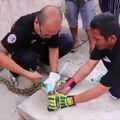 Python Trapped In Drain Pipe