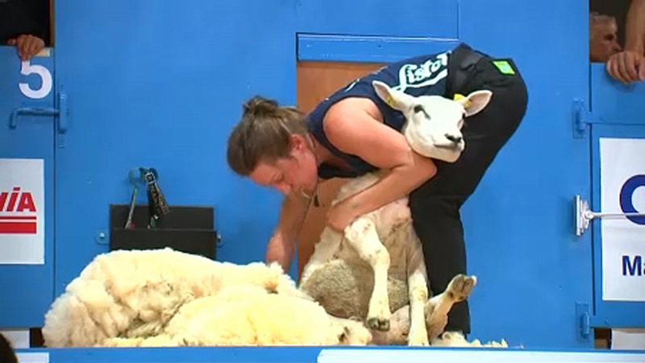 France : la tonte du mouton a son Championnat du monde