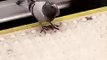 Pigeon Sits Still on Platform as Train Breezes Past Grazing its Feathers