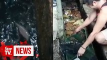Hundreds of catfish poured out from clogged drain