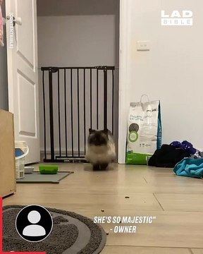 Une chatte saute une barrière avec classe