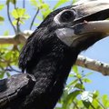 Amazing Water Snake Stalks Bird Nest At The Canal