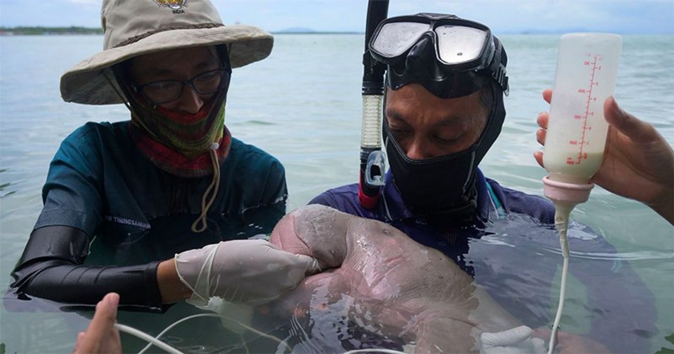 En Thaïlande, une petite vache marine est devenue la star des réseaux sociaux
