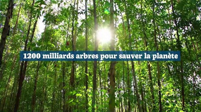 Planter 1200 milliards d'arbres pourrait sauver la planète du réchauffement climatique