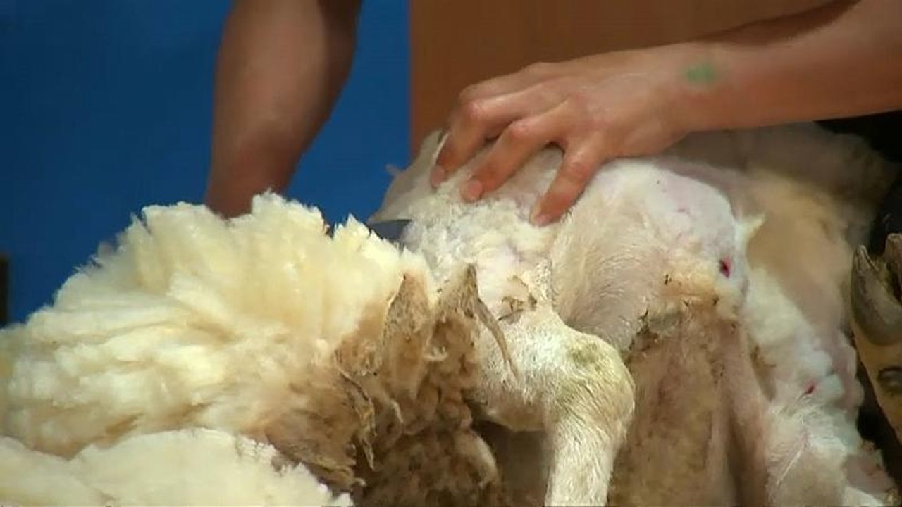 Schafschur-Weltmeisterschaft: Ohne Blut und Wunden?