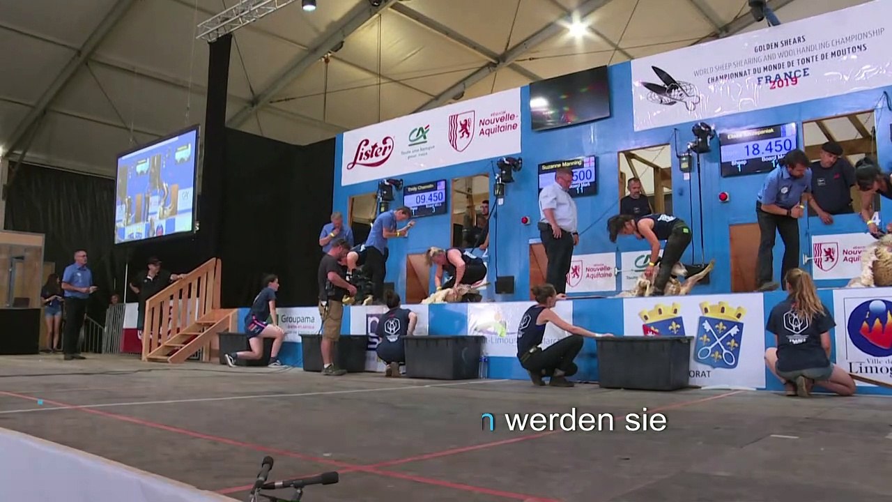 Bei der WM im Schafscheren
