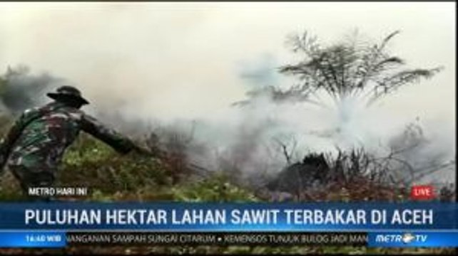 Puluhan Hektare Lahan Sawit di Aceh Terbakar