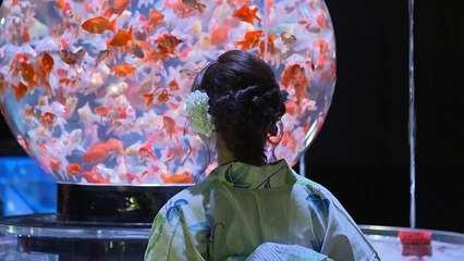 Kunst mit Zierfischen