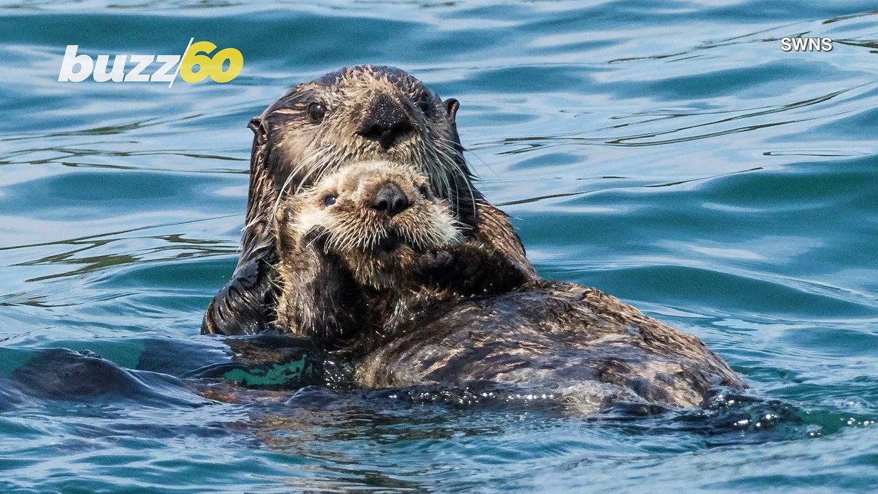 Swimming Otters Put on Show
