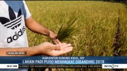 1.918 Hektar Lahan Padi di Gunung Kidul Alami Puso