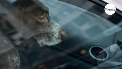 Parking d’Aldi : une grand-mère part faire ses courses et commet une grosse erreur