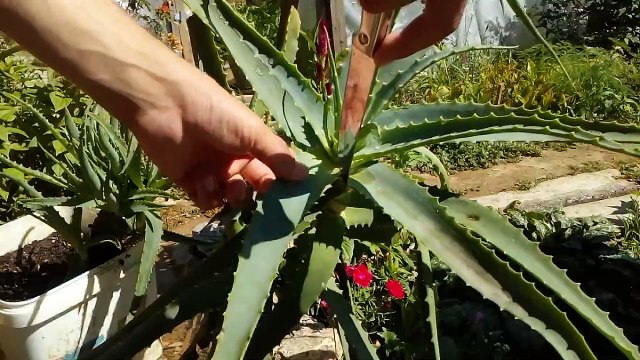 how to make aloe vera fresh juice at home