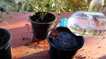 How to grow succulents from cutting single leaves Aichryson laxum