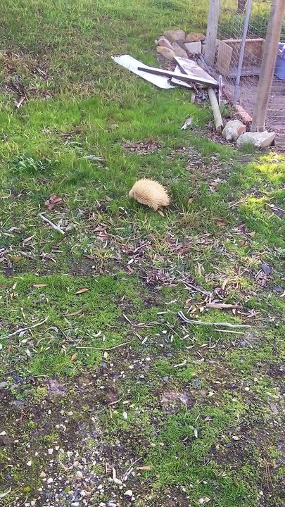 An Albino Echidna