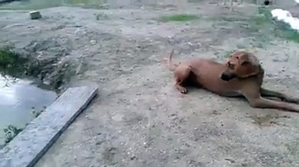 Il cane è proprio il miglior amico