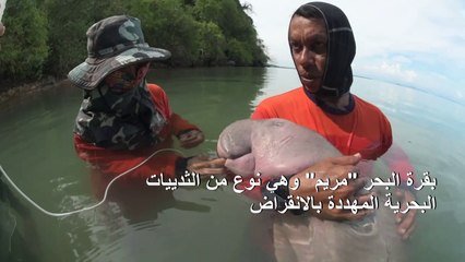 بقرة بحر صغيرة تصبح نجمة وسائل التواصل الاجتماعي في تايلاند