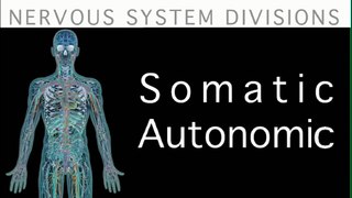 Antomy_of_nervous_system_of_human_body_Full HD