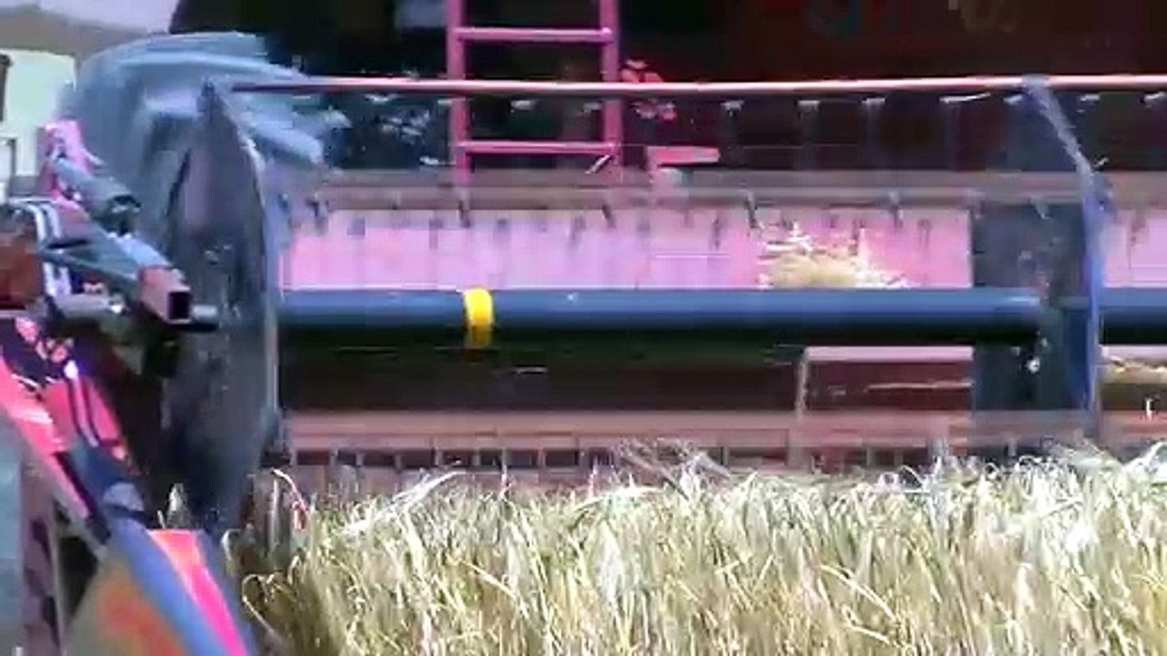 Moissons : inquiétude sur le blé.