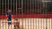 Circus Trainer  Killed By Four Tigers