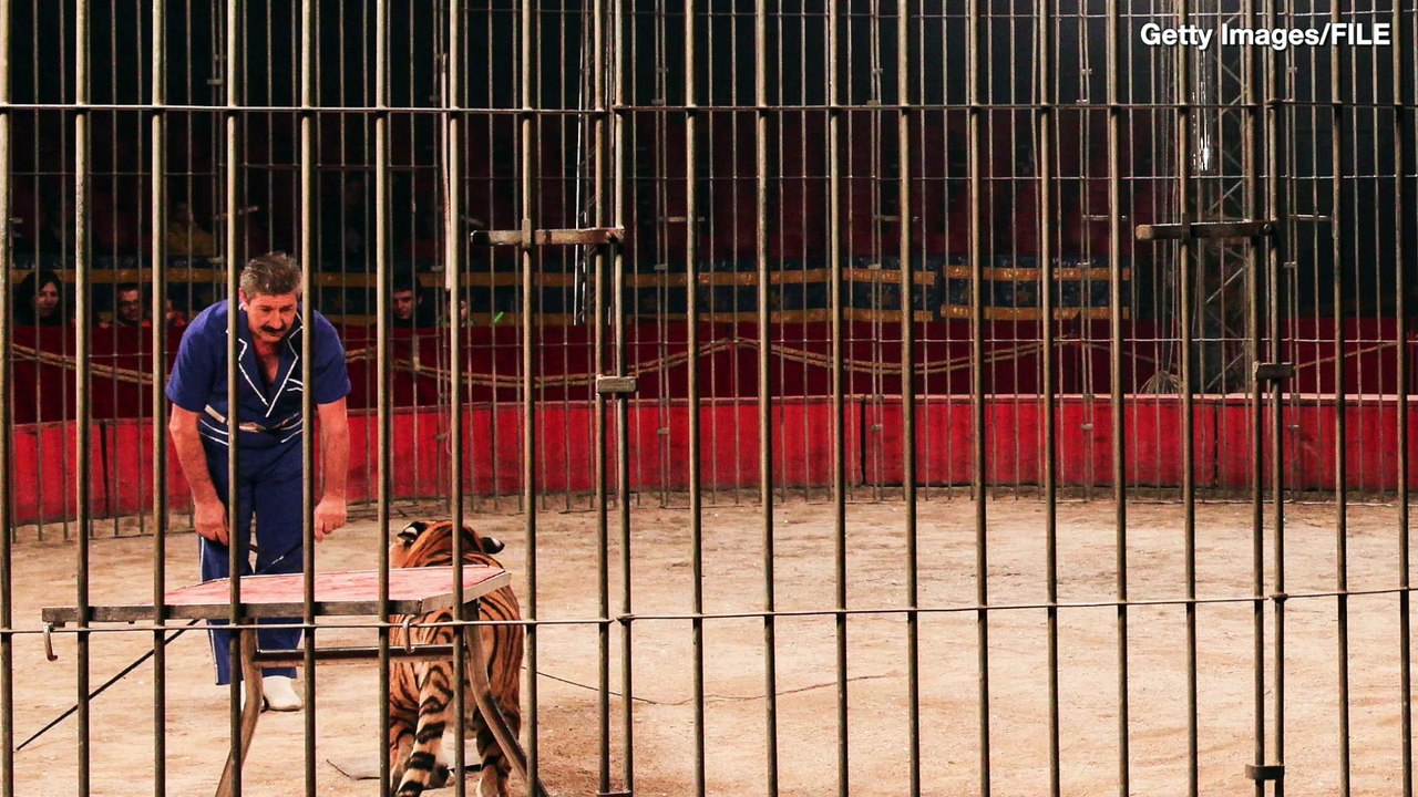 Circus Trainer  Killed By Four Tigers