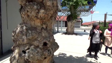 Denizli Garı'nın asırlık çınarları