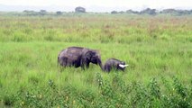 موسم الأمطار يشكل خطرا كبيرا على وحيد القرن في الهند