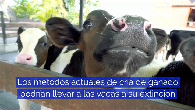 Los métodos actuales de cría de ganado podrían llevar a las vacas a su extinción