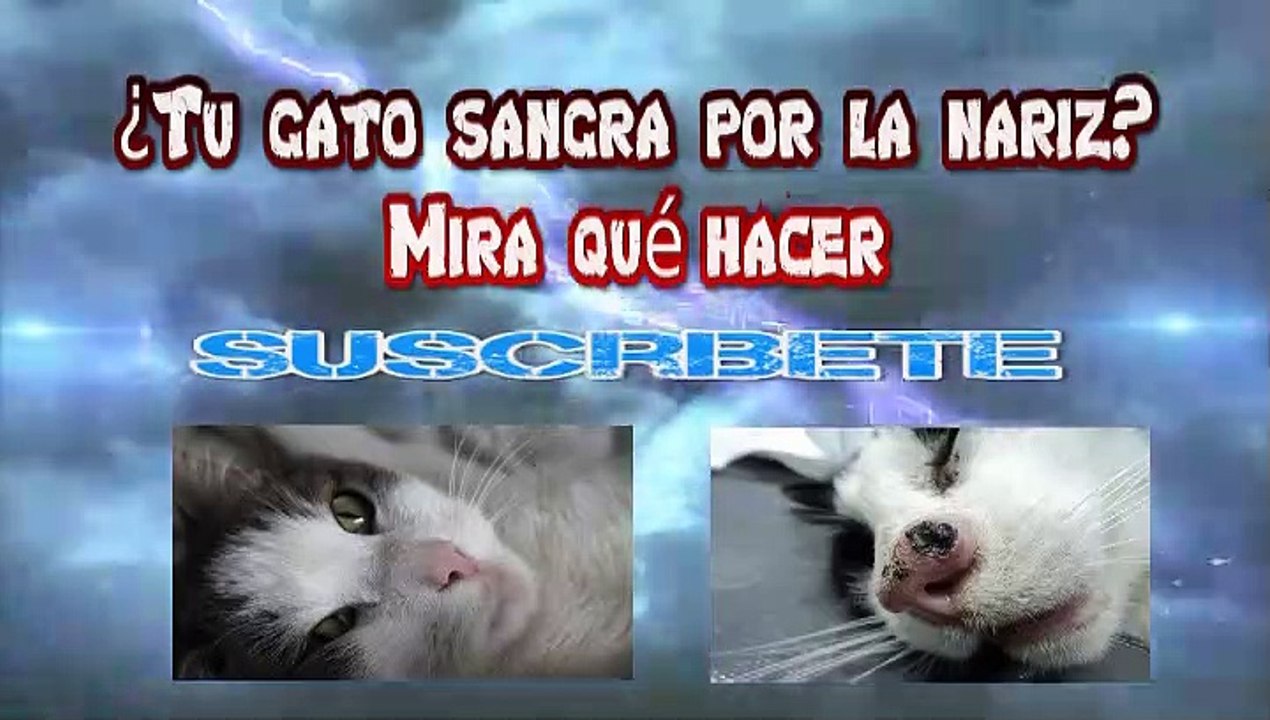¿Tu gato sangra por la nariz? Mira qué hacer