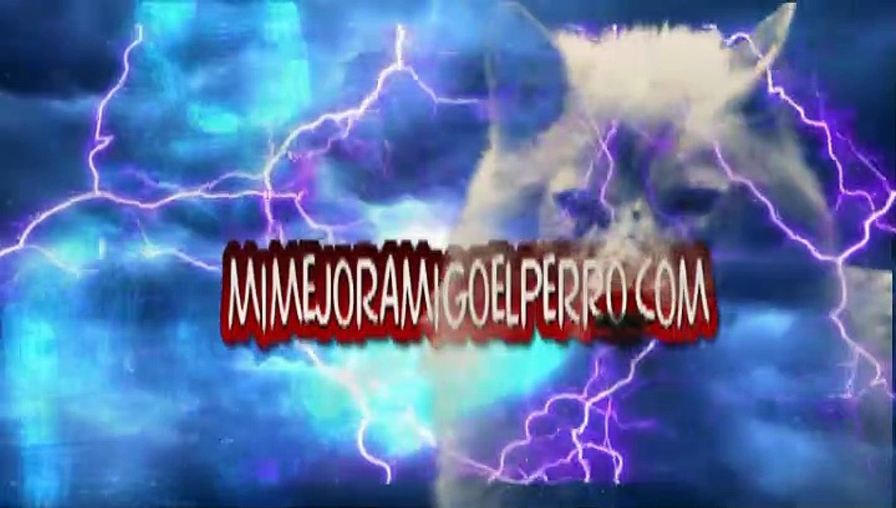 Los 6 perros más famosos de internet