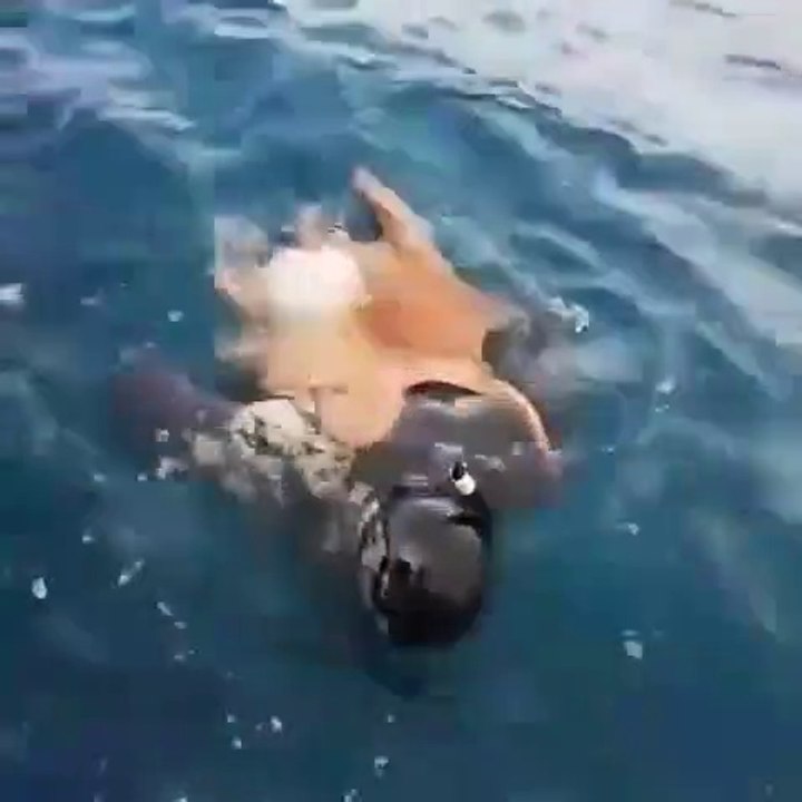 Ce plongeur a trouvé un nouvel ami : une pieuvre très collante