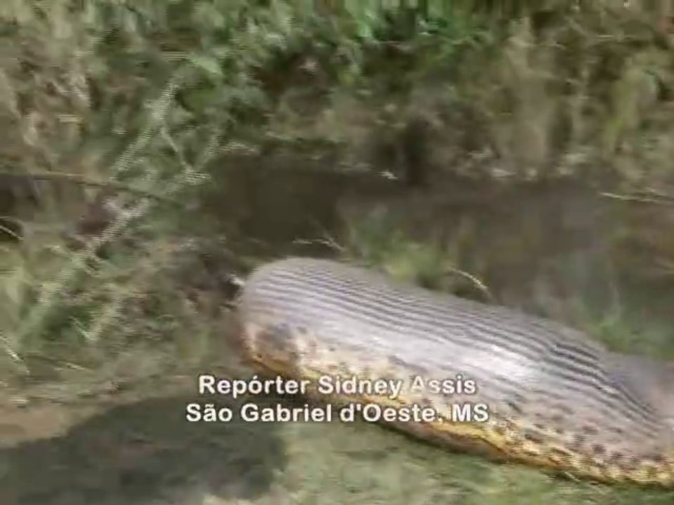 Regardez la taille de cet anaconda trouvé au brésil en pleine digestion