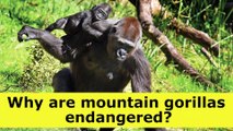 Why are mountain gorillas endangered?