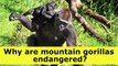 Why are mountain gorillas endangered?