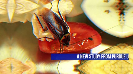 Cockroaches Are Becoming More Resistant to Insecticides