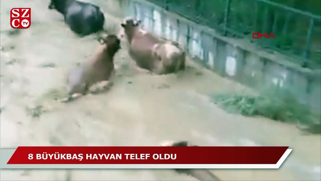 Kastamonu'da sağanak hayatı olumsuz etkiledi, 8 büyükbaş sele kapıldı