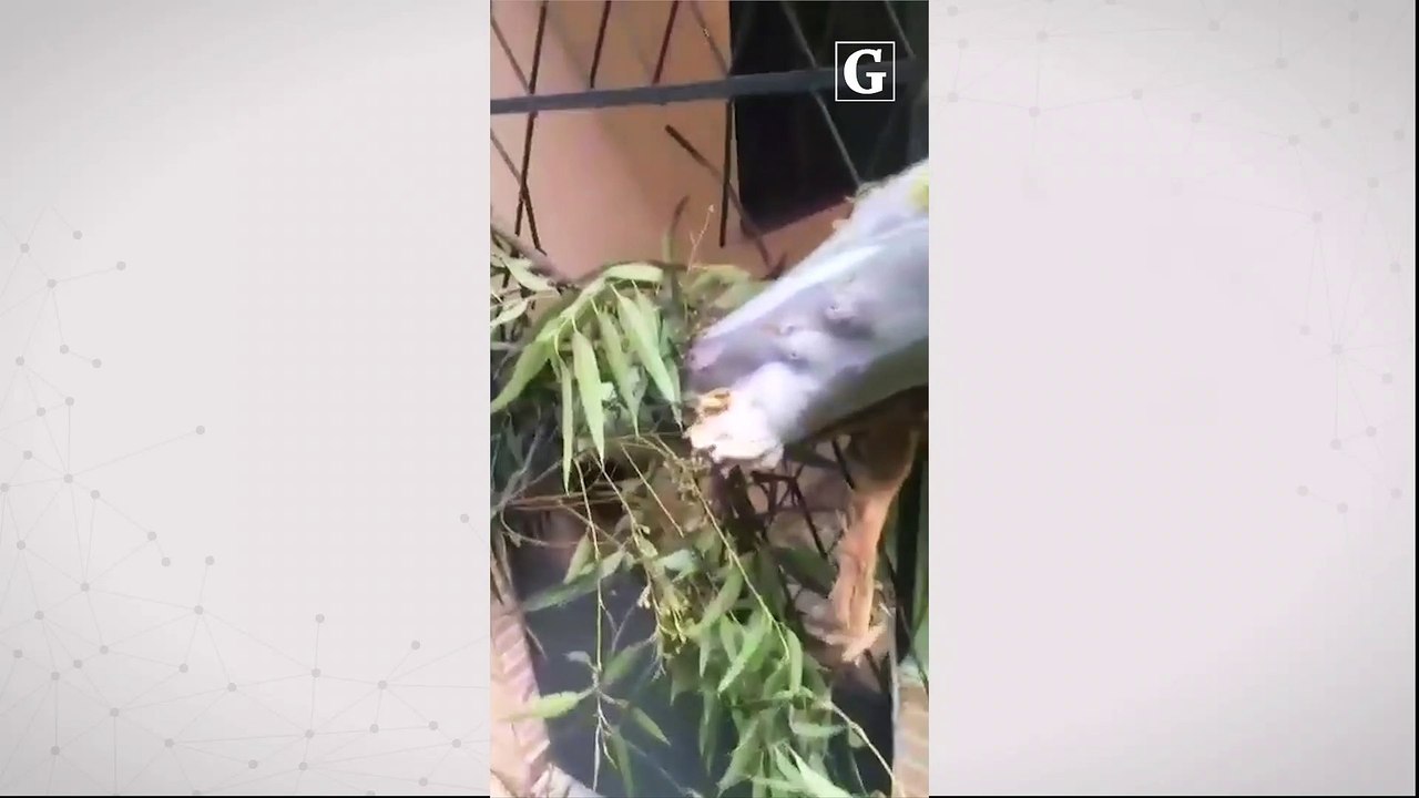 Eucalipto cai e atinge casas em Apiacá